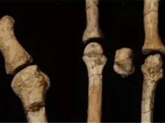 Urgent 24: Determining the identity of the owner of the fossilized foot that has puzzled scientists for more than a decade.. What is the story?