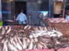 Urgent 24: Fish prices today, Sunday, March 15, 2026, in the markets