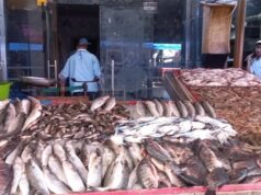 Urgent 24: Fish prices today, Sunday, March 15, 2026, in the markets