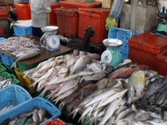 Urgent 24: Fish prices today, Sunday, March 22, 2026 in the Obour Market