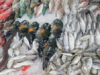 Urgent 24: Fish prices for the consumer today, Saturday, April 11, 2026