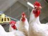 Urgent 24: Chicken prices stabilized on the poultry stock exchange today, Friday