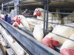 Live bird shops have been operating without licenses for years