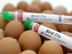 Urgent 24: Bird flu cases decline across Europe after winter peak