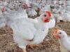Agriculture announces the stabilization of the epidemiological situation in poultry and strengthens prevention measures