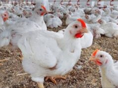 Agriculture announces the stabilization of the epidemiological situation in poultry and strengthens prevention measures