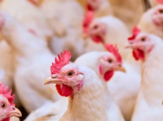 Urgent 24: Poultry prices today, Monday, March 16, 2026
