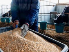 Urgent 24: An increase of up to 2,500 pounds in the price of a ton of feed in the markets… and the Poultry Division explains the reason│ Special