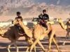 Urgent 24: Today.. the conclusion of the final rounds of the camel race in Nuweiba, in the presence of the governor
