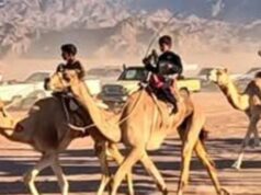Urgent 24: Today.. the conclusion of the final rounds of the camel race in Nuweiba, in the presence of the governor