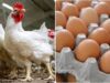 A noticeable decline in the prices of poultry and eggs after the increase in production and the decline in demand