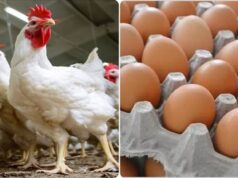 A noticeable decline in the prices of poultry and eggs after the increase in production and the decline in demand