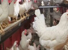 Urgent 24: Find out the price of a kilo of white chicken on the second day of Eid al-Fitr