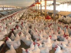 Urgent 24: Prices of white and local chickens and eggs today, Friday