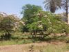 Urgent 24: Green treasures threatened with extinction…the most prominent rare trees in natural reserves in Egypt
