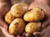 Urgent 24: Healthy ways to eat potatoes.. Learn about them