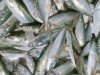 Urgent 24: The most prominent of which is mackerel… a fish that contains vitamin D