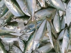 Urgent 24: The most prominent of which is mackerel… a fish that contains vitamin D