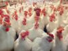 Urgent 24: The Poultry Stock Exchange today, Tuesday, March 24, 2026… a surprise in the prices of white chickens