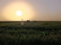 Urgent 24: Cairo 24 From the heart of central Sinai… modern schools, integrated agriculture, and health services within urban communities that bring together people from all over the republic.