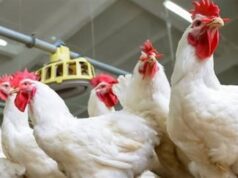 Urgent 24: Chicken prices today, Friday, March 20, 2026, in the markets on the first day of Eid