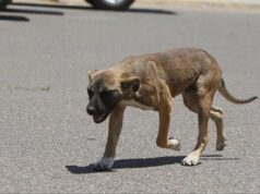 Urgent 24: Among them are children.. 4 people were injured, bitten by a stray dog in Dar es Salam, Sohag