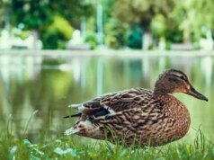 Urgent 24: Gold worth $2,000… A Chinese man finds treasure inside a duck’s stomach