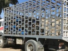 Urgent 24: 100 cylinders sold at more than the official price were seized in Qena