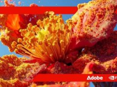 Adobe and Nvidia partner to develop next-generation Firefly AI platform