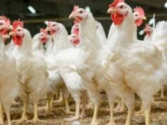 Urgent 24: A slight increase in the price of white chicken today, Monday, April 6, 2026, on the poultry exchange.. How much was a kilogram of chicken?