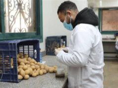 Urgent 24: 252 thousand tons of potatoes prepared for export were inspected during March… and the total for the season exceeds 660 thousand tons