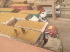 Urgent 24: Intensive movements to monitor wheat harvest and supply… and referral of violations in Minya and Qena to the Public Prosecution