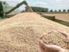 Urgent 24: The Governor of Dakahlia announces the start of the harvest season and the readiness of 36 sites to receive wheat in 2026