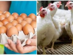 Calm before the storm? Egg prices surprise Egyptians before sunrise