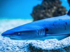 Urgent 24: Sharks choose their friends…unexpected social behavior in the deep sea