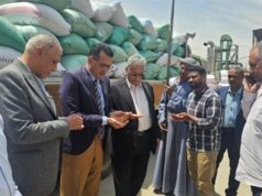 Urgent 24: Until next August 15… the start of the local wheat supply season in Luxor and the price of ardeb set