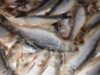 Urgent 24: Before Sham El-Nessim… 3 tons of spoiled salted fish were seized during an inspection campaign in Menoufia