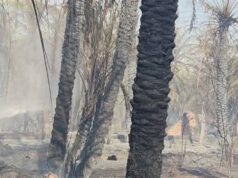 Urgent 24: A fire was controlled in a palm plantation in Dakhla, New Valley, without casualties