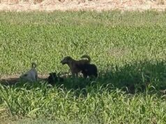 Urgent 24: Stray dogs attack a livestock pen and prey on 8 heads of sheep in Qena