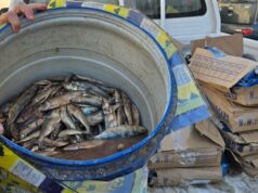 Urgent 24: Before Sham El-Nessim… herring fish unfit for consumption were seized during a rationing campaign in Fayoum